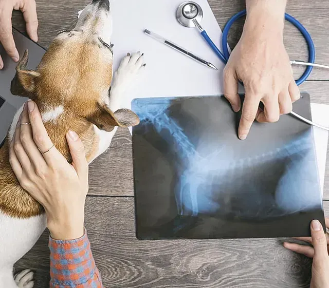 Un perro está siendo examinado por un veterinario mientras mira una radiografía.