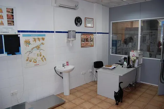 Un gato está parado en una habitación con un escritorio y un lavabo.