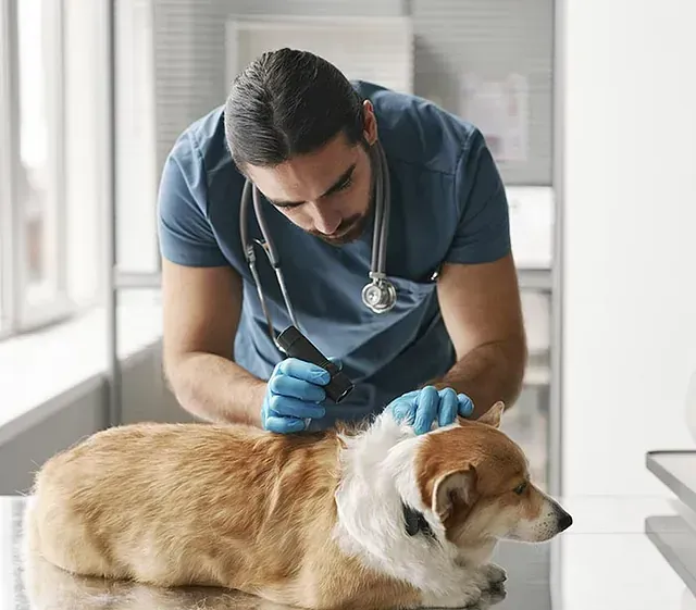 Un veterinario está examinando un perro en una mesa.