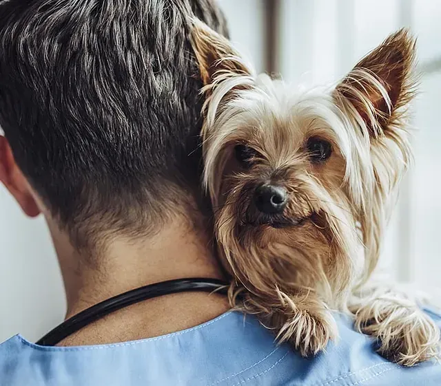 Un hombre con un estetoscopio alrededor de su cuello sostiene un pequeño perro en su hombro.