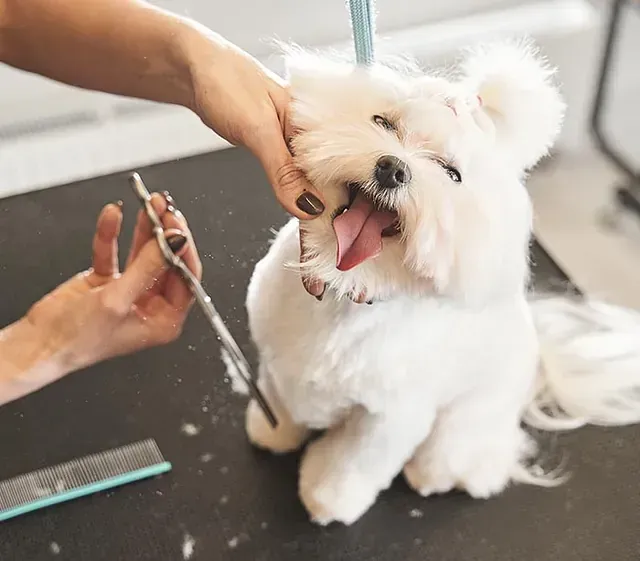 Una mujer está acicalando a un pequeño perro blanco.