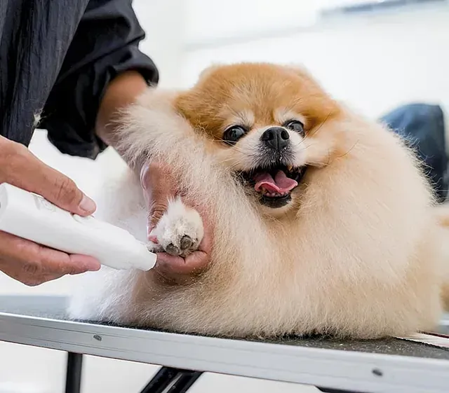 Un perro pomerania está siendo acicalado por una persona.
