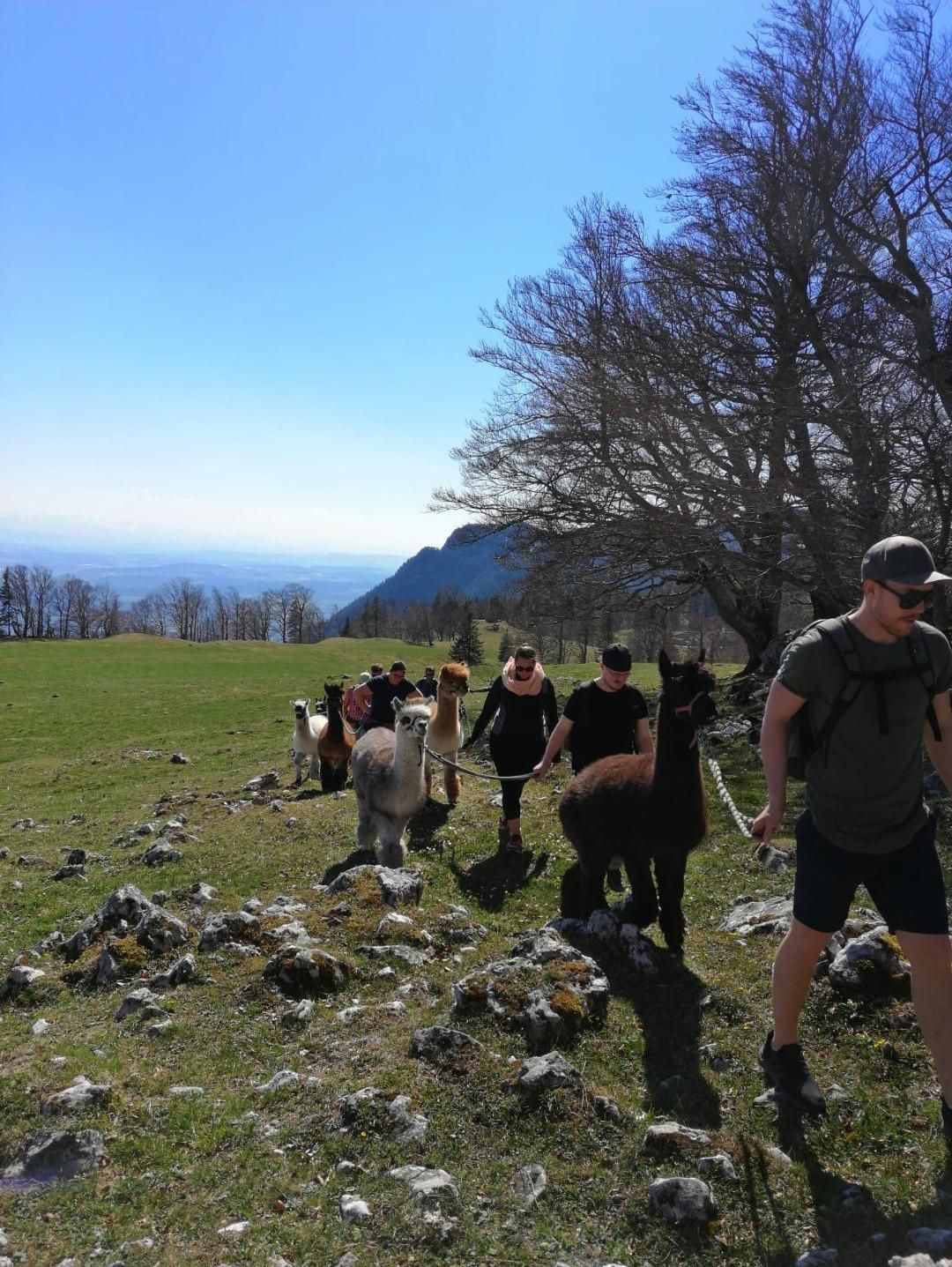 Eine Gruppe von Menschen geht mit Alpakas auf einem Feld spazieren