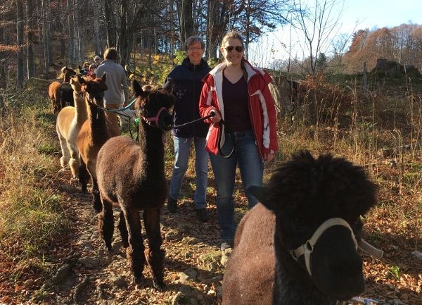 Eine Gruppe von Menschen, die mit Alpakas an der Leine spazieren gehen