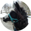 Ein schwarzes Alpaka mit einem blauen Halfter steht im Schnee.