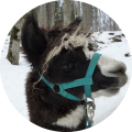 Ein Alpaka mit blauem Zaumzeug steht im Schnee.