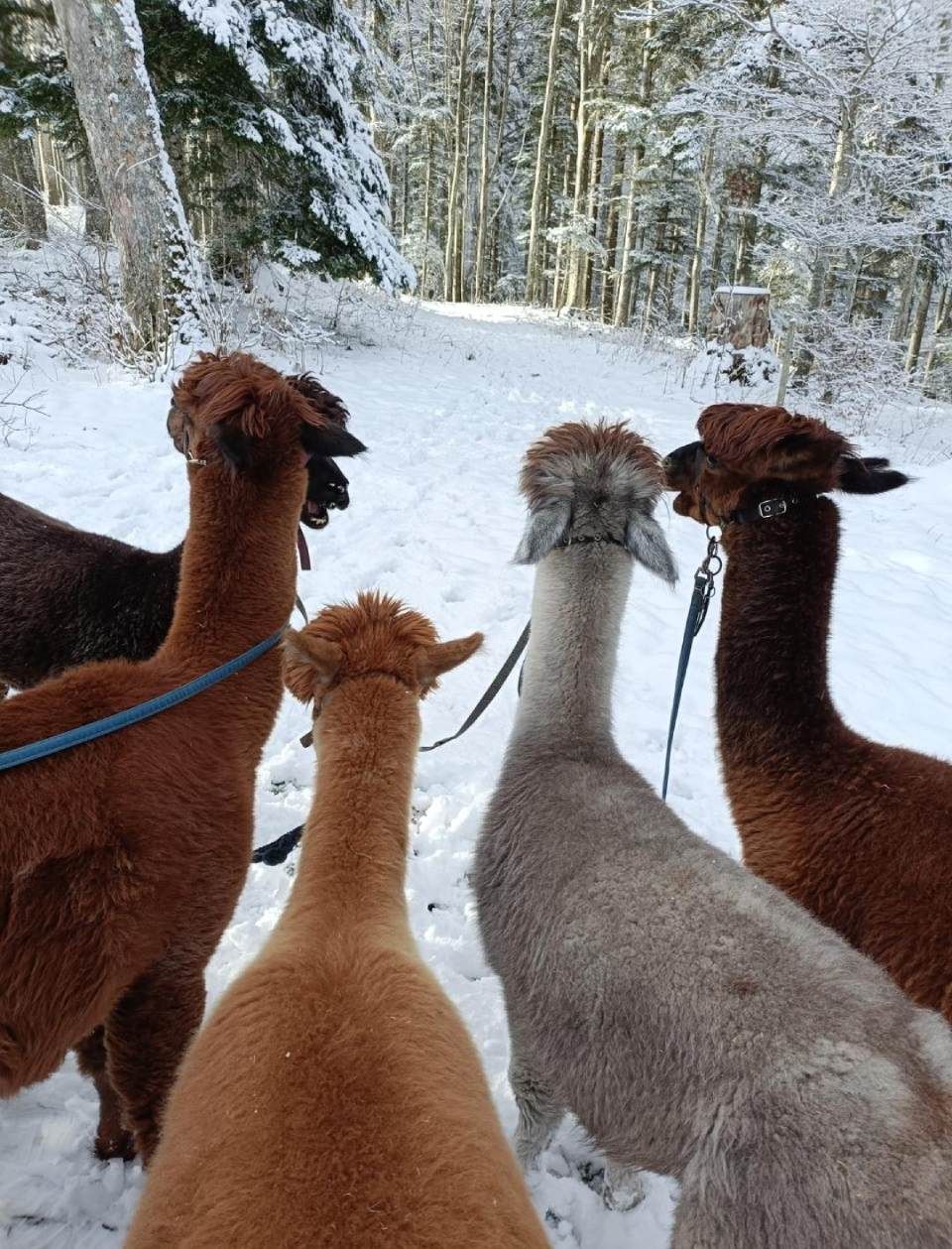 Eine Gruppe Alpakas steht im Schnee und schaut in die Kamera.