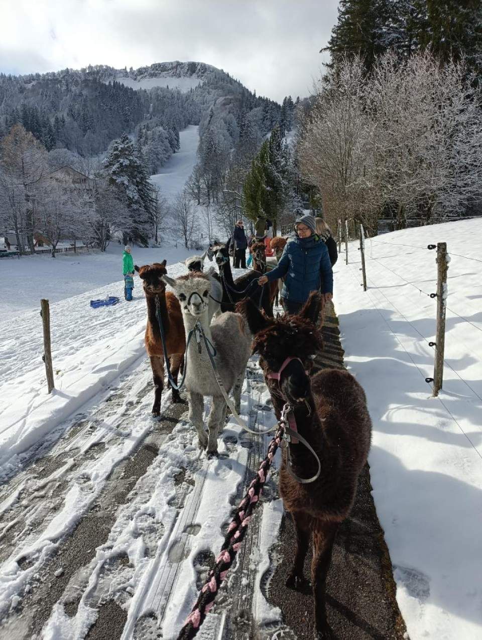 Eine Gruppe Alpakas läuft eine verschneite Straße entlang.