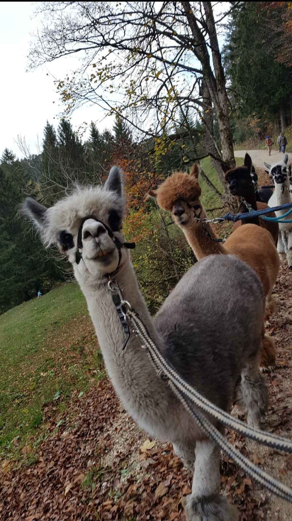 Eine Gruppe Alpakas steht nebeneinander an der Leine auf einem Feld.