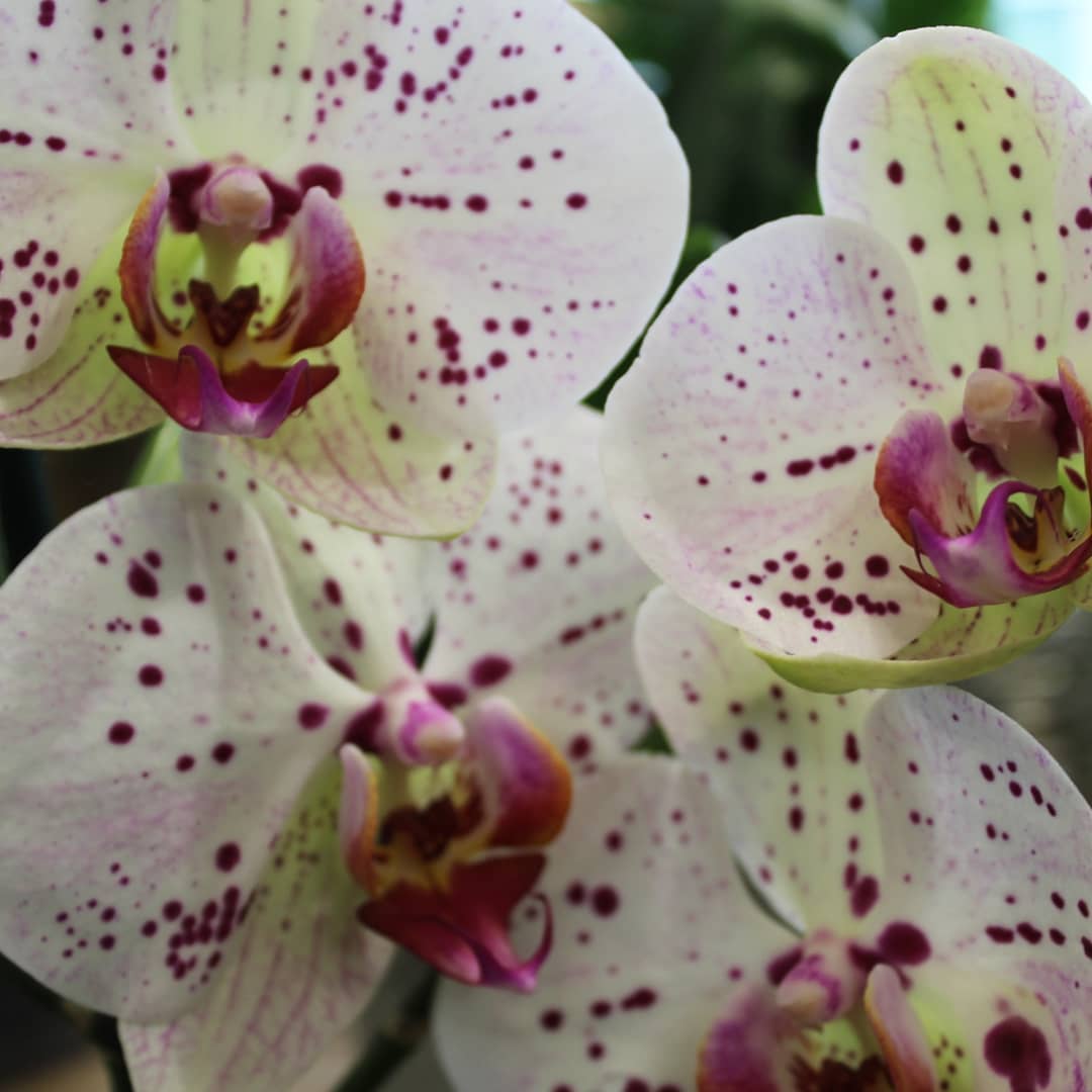 Plantes d'intérieur