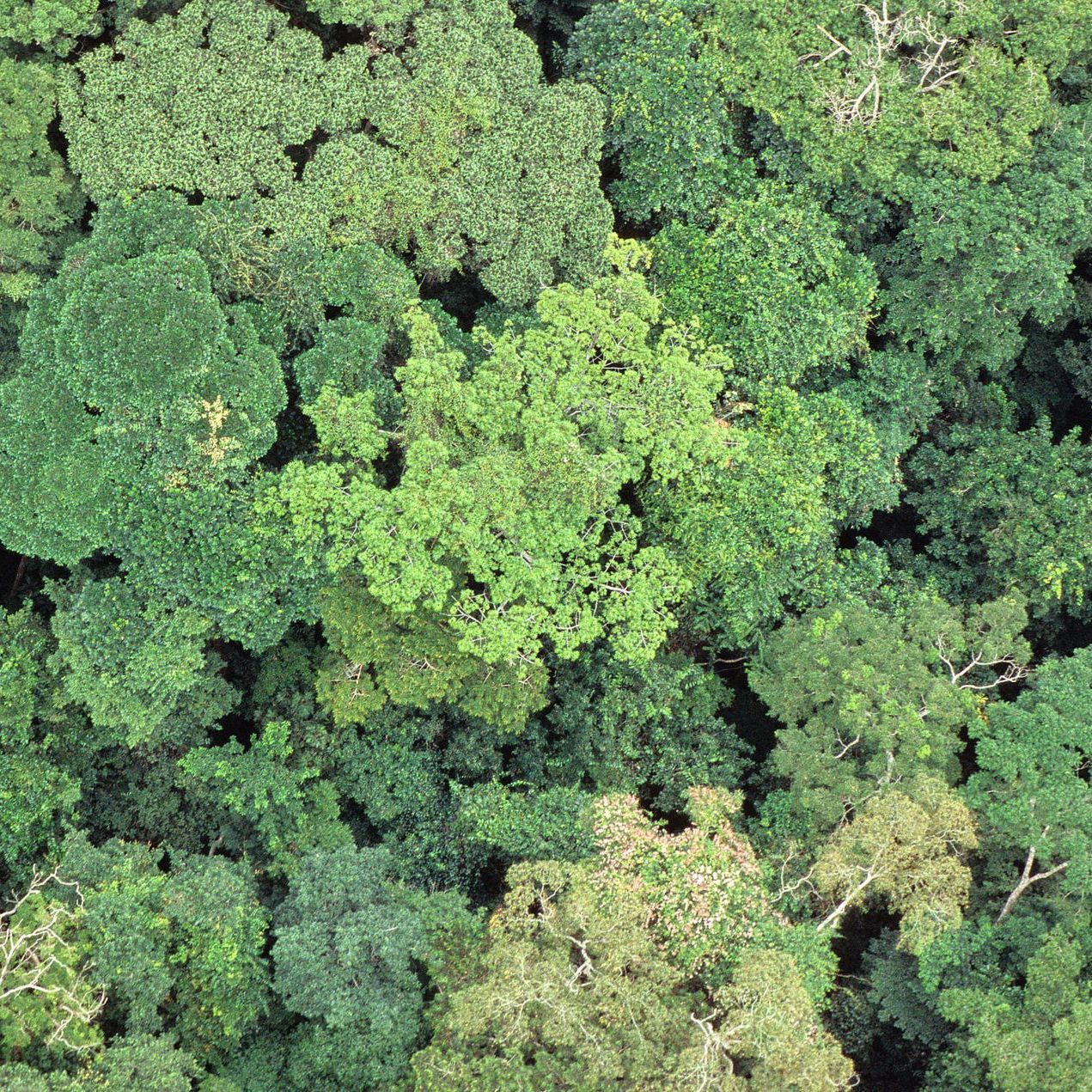 Côte d'Ivoire