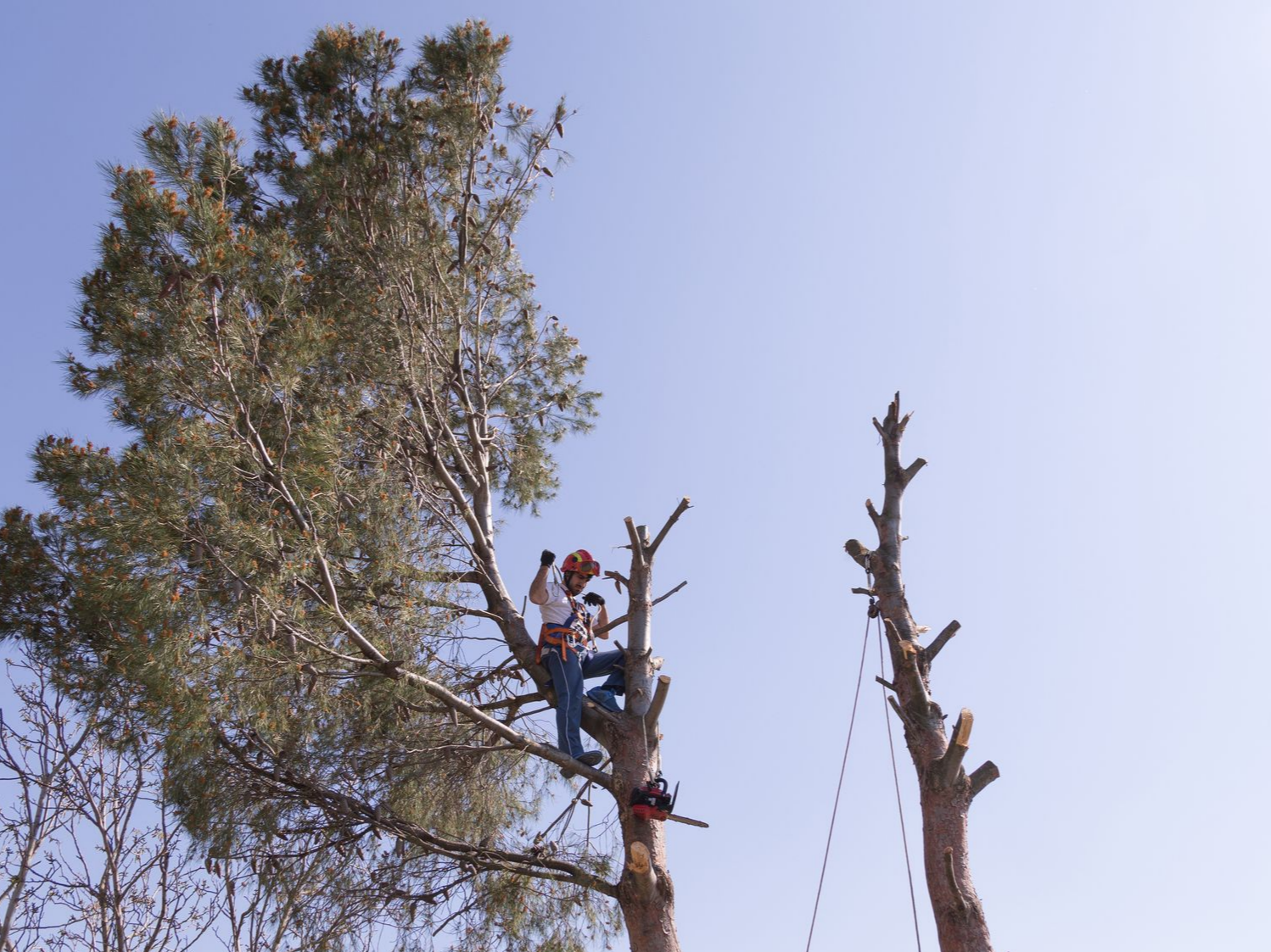 Un arboriste en tenue de sécurité utilise une tronçonneuse pour tailler une branche d'arbre par une journée ensoleillée.