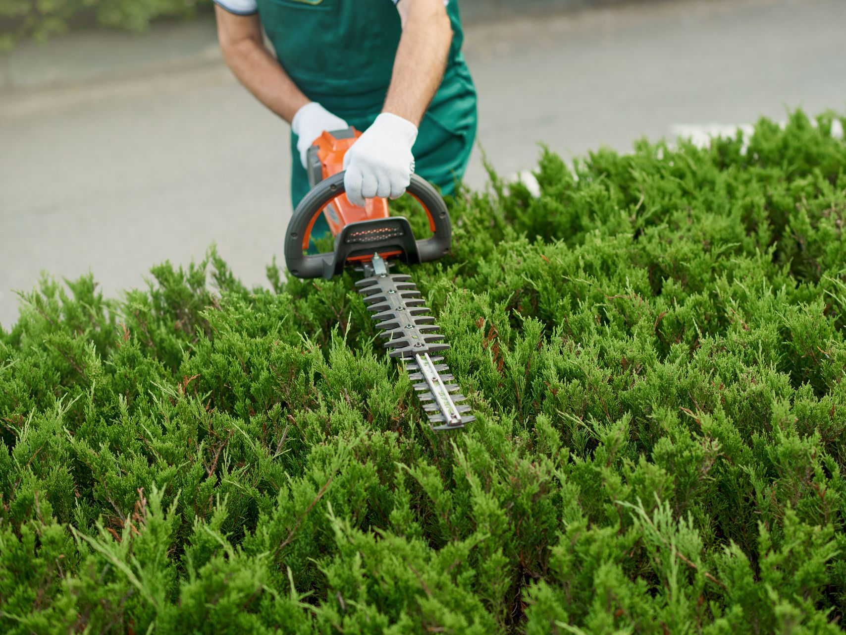 Personne taillant une haie verte avec un taille-haie orange et noir.