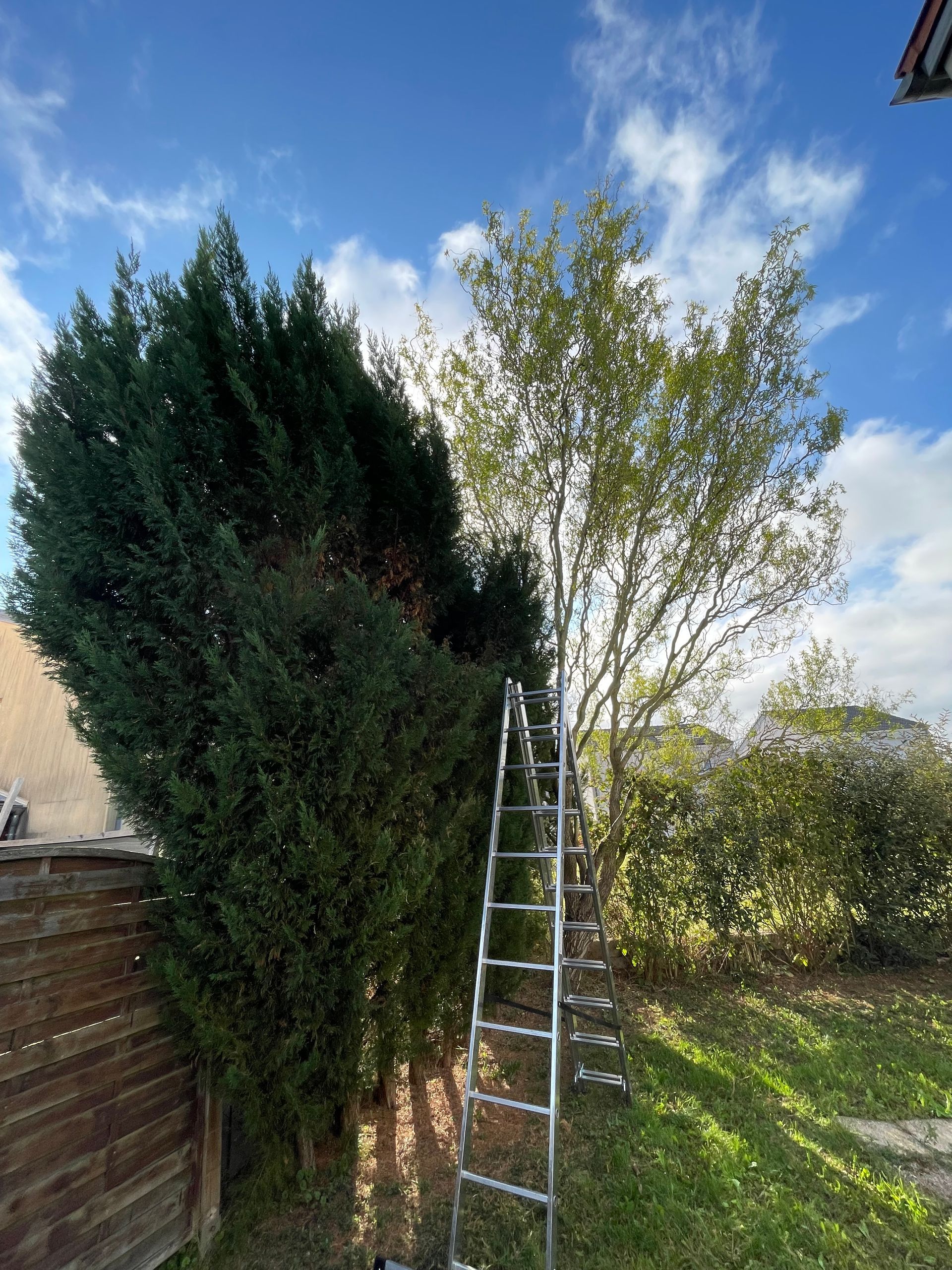 Une échelle appuyée contre deux arbres, l'un vert et dense, l'autre aux feuilles vert clair, par une journée ensoleillée.
