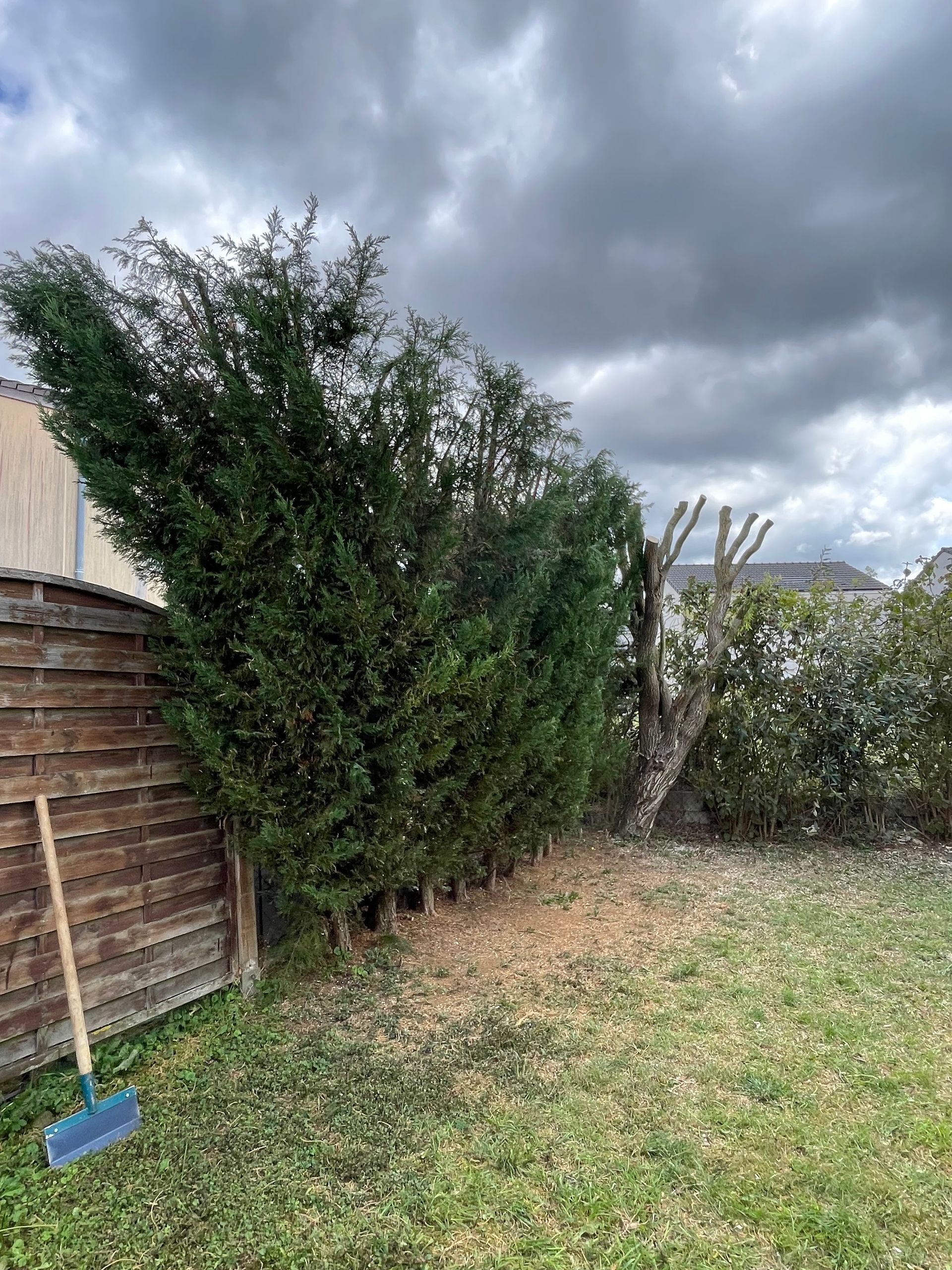 Taille d'une haie verte dans un jardin clos par une clôture en bois, sous un ciel nuageux.
