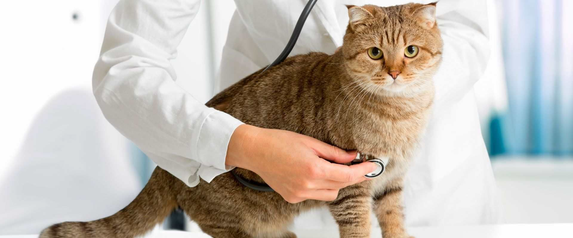 Un veterinario está examinando un gato con un estetoscopio.
