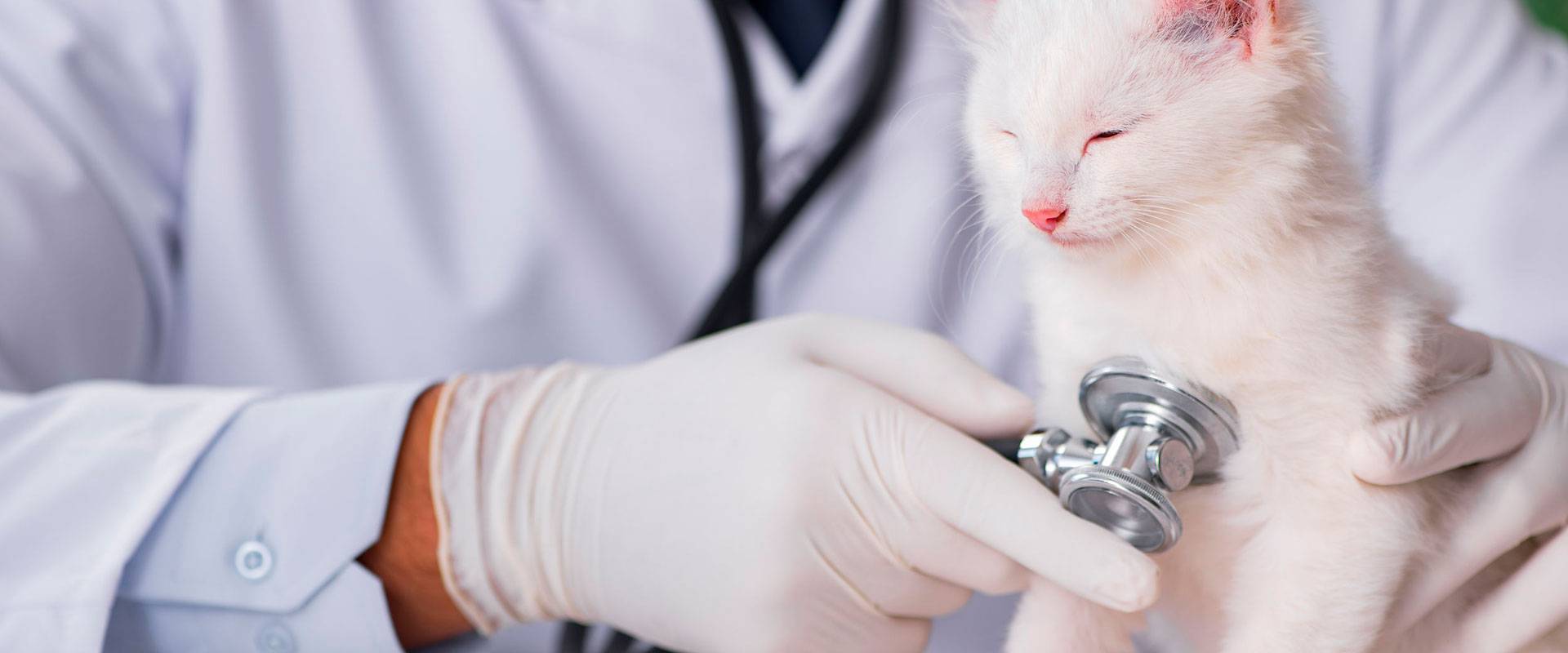 Un veterinario está examinando un gatito blanco con un estetoscopio.