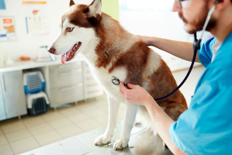 Un veterinario está examinando a un perro husky con un estetoscopio.