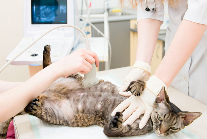 A un gato le están haciendo una ecografía un veterinario.