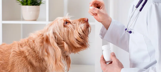Un perro mira a un médico que sostiene un frasco de pastillas.