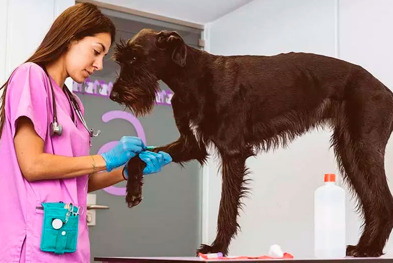 Una veterinaria está examinando la pata de un perro en una clínica veterinaria.