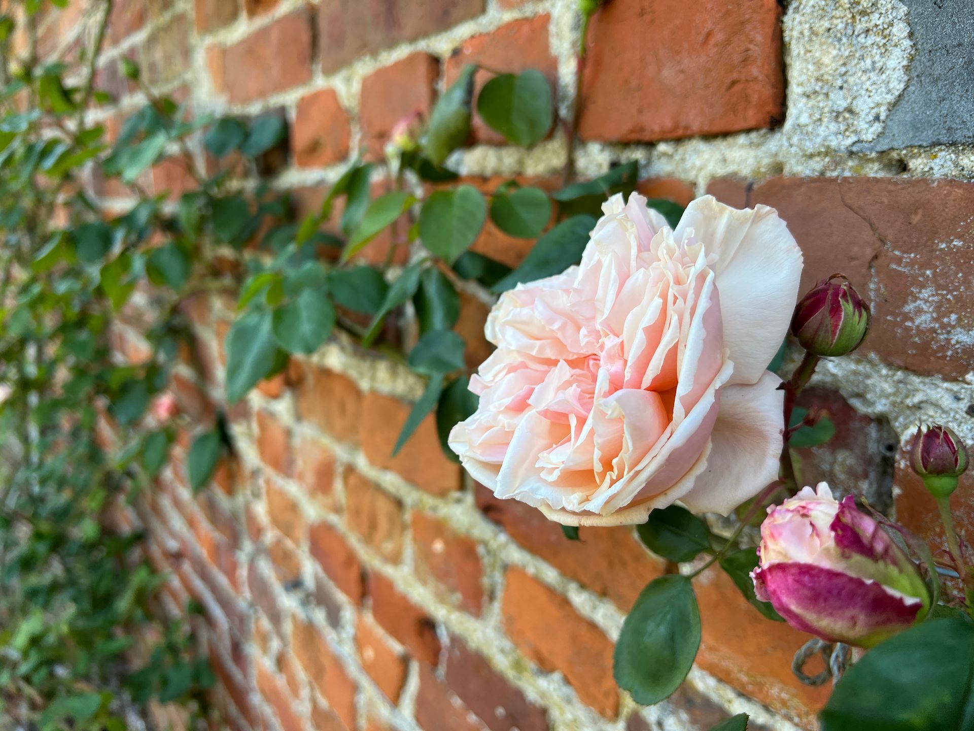 SISSINGHURST CASTLE GARDEN