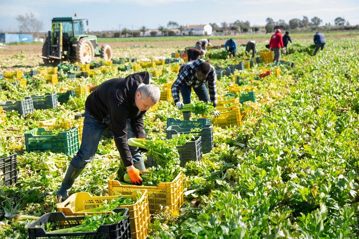 Des ouvriers agricoles récoltent des légumes-feuilles dans des caisses en plastique, dans un champ ensoleillé, avec un tracteur garé en arrière-plan.