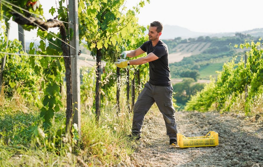 Une personne vêtue d'une chemise noire et d'un pantalon gris taille des vignes dans un vignoble ensoleillé, une caisse jaune étant posée au sol.