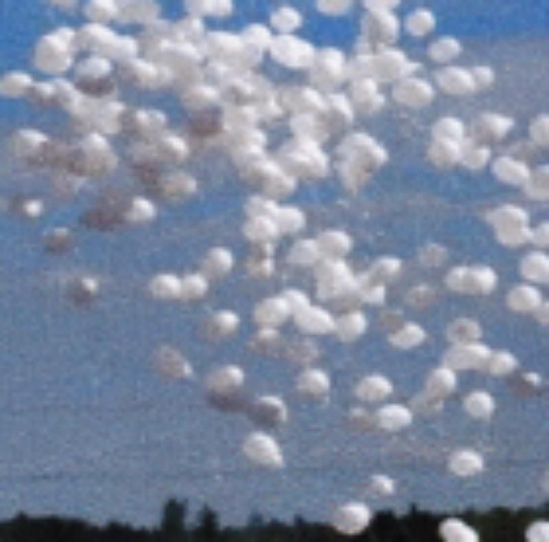 Ballone Die Seele loslassen, Foto von Doris Passalacqua die Bestatterin