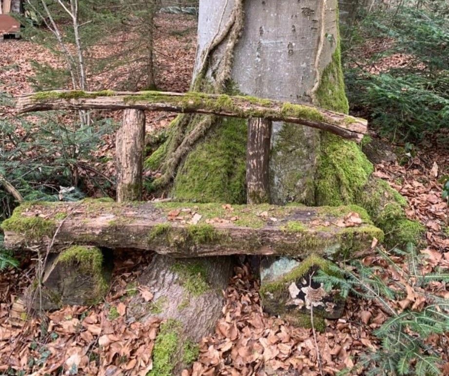 Eine Holzbank steht auf den Wurzeln eines Baumes im Wald.