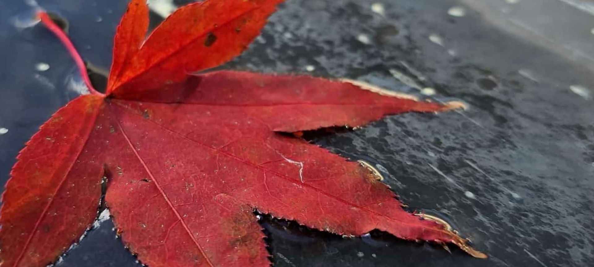 Ein rotes Ahornblatt liegt auf einer schwarzen Oberfläche.