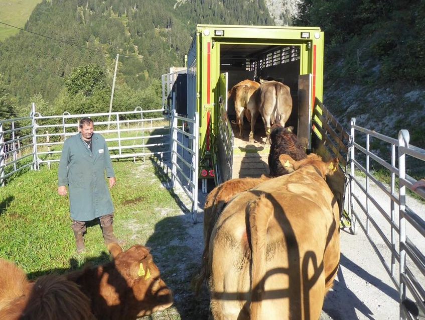 Tiertransporte - Streil Transporte AG - Sufers