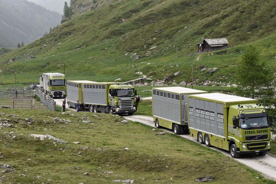 Tiertransport Viehtransport - Streil Transporte AG in Sufers