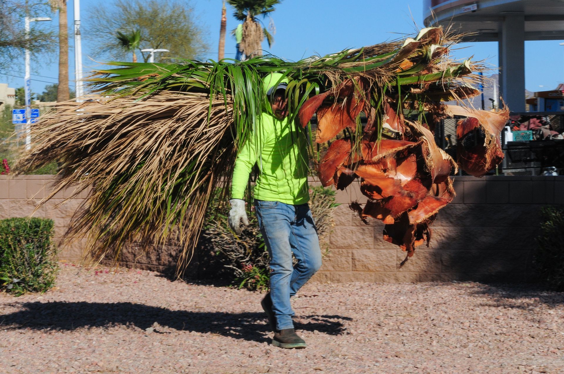 Élagage de plamier à Saint-Étienne-du-Grès