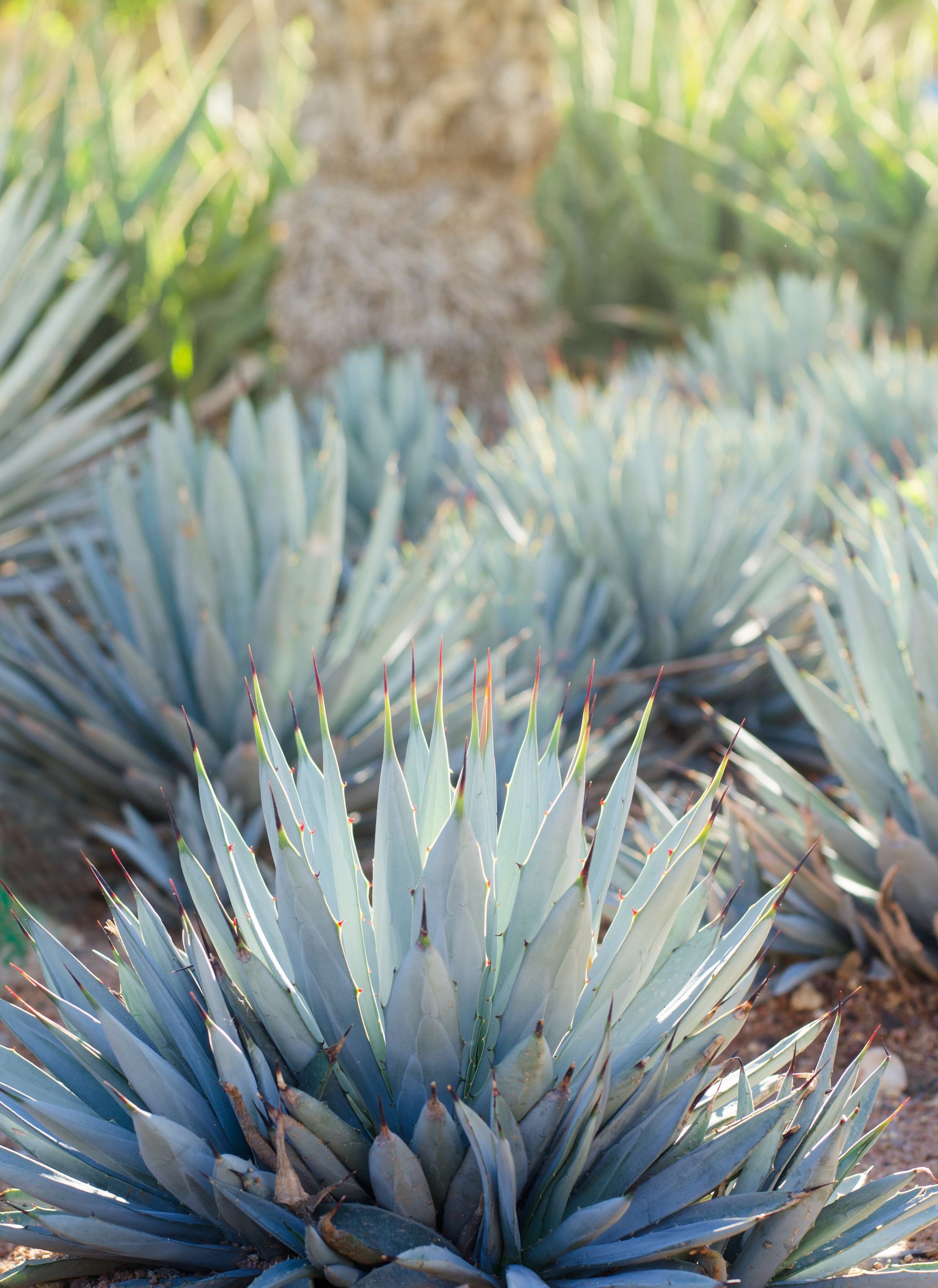 Massif de plantes méditerranéenes par Les Jardins de la Tarasque
