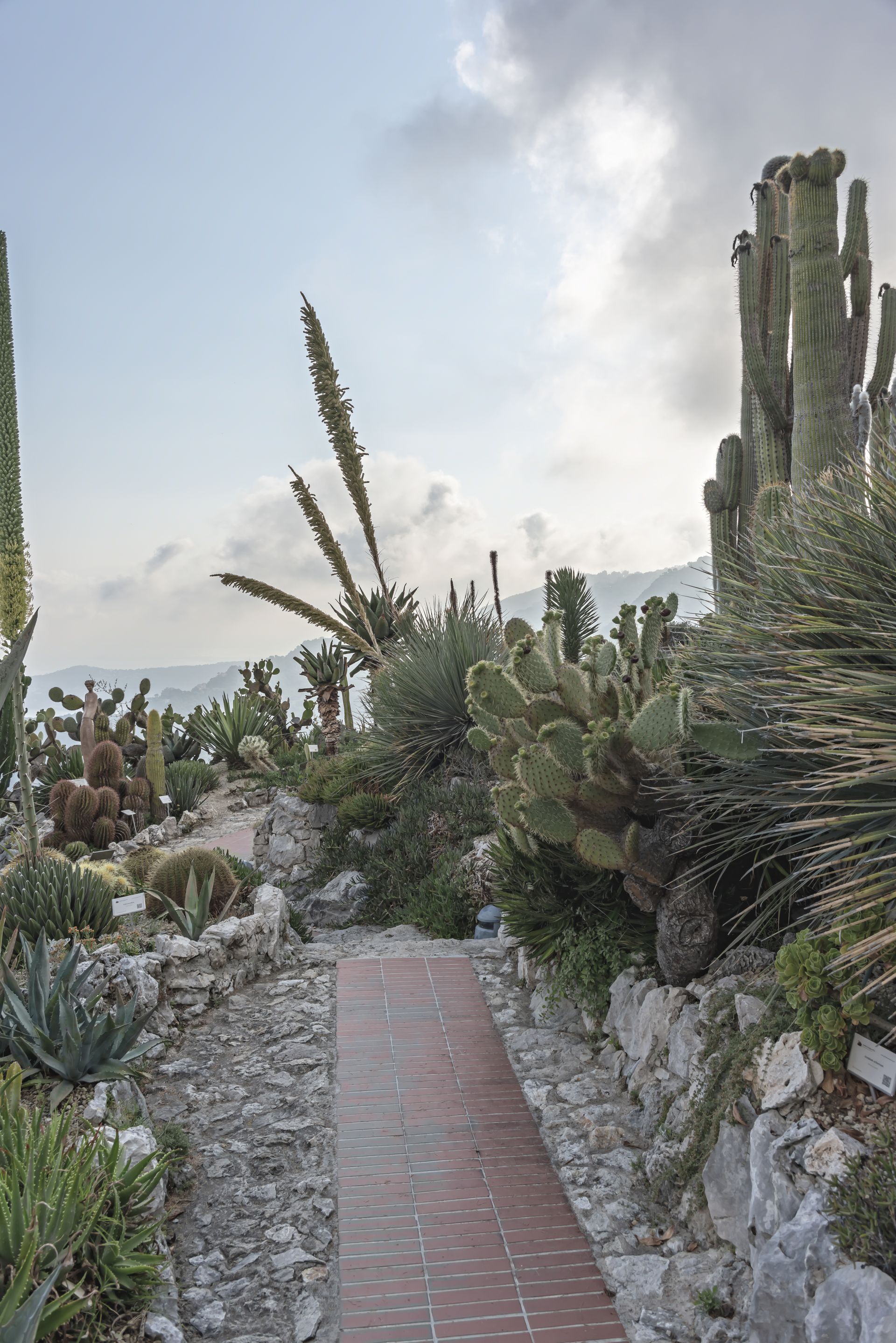 Création de massif avec des cactus