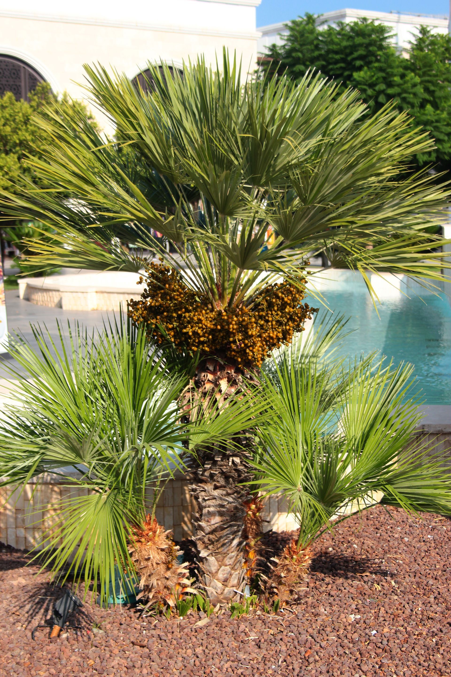 Palmiers planté par Les Jardins de la Tarasque