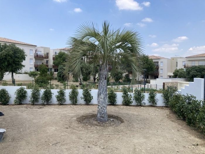 Arbre planté au milieu d'un jardin en cours de création