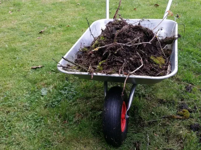 Bouts de branches d'un arbre élagué