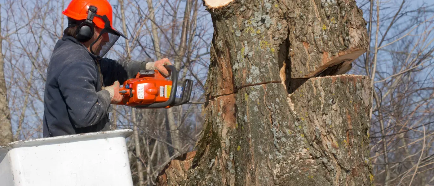 Homme abattant un arbre avec une tronçonneuse