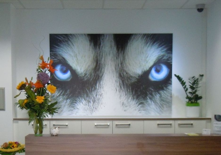 Großer Digitaldruck mit den durchdringenden blauen Augen eines Huskys über einem Tresen.
