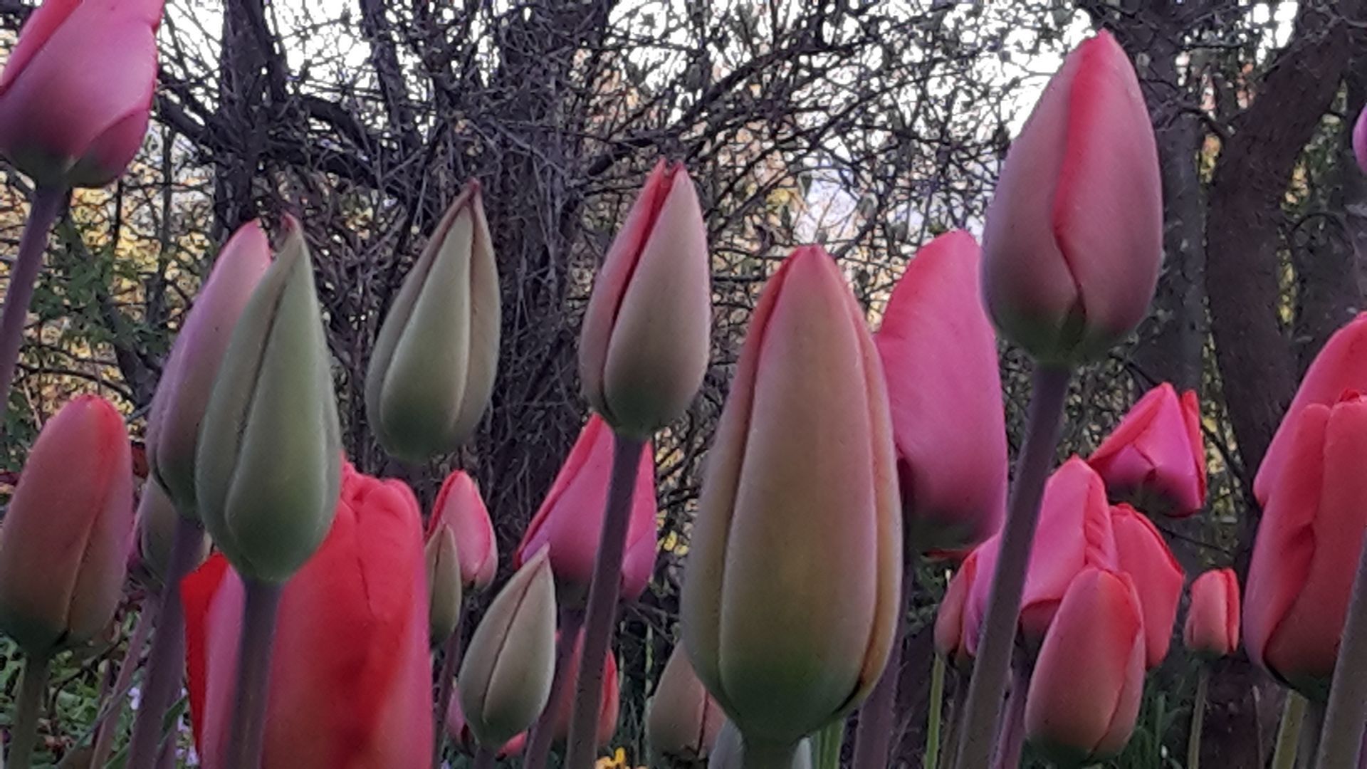 Gartenpflege 4 - Staub Caspar Gartenbau - Egg b. Zürich