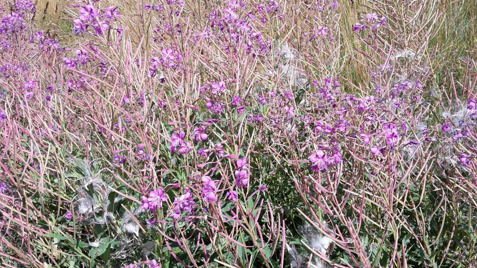 Bepflanzung - Staub Caspar Gartenbau - Egg b. Zürich