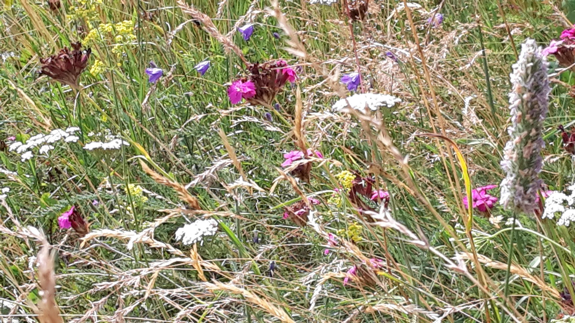 Gartenpflege 2 - Staub Caspar Gartenbau - Egg b. Zürich