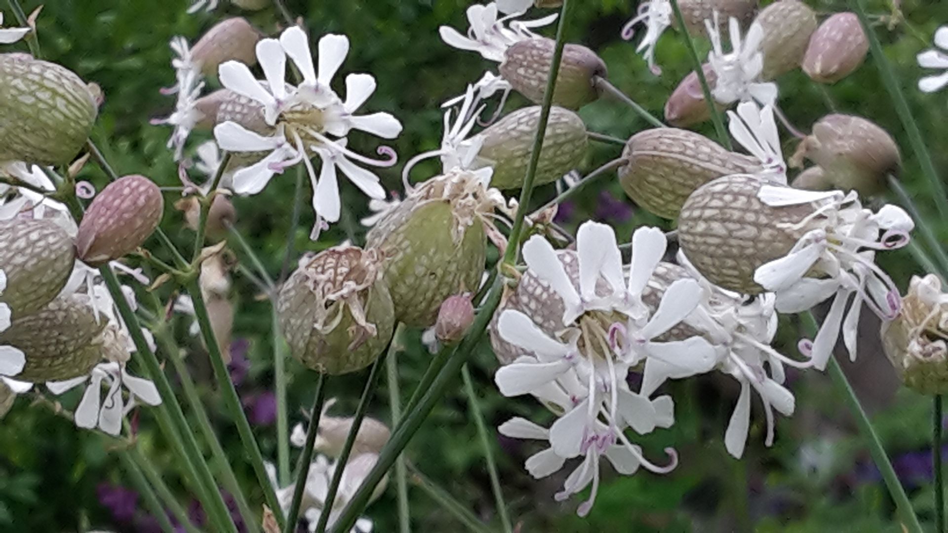Gartenpflege - Staub Caspar Gartenbau - Egg b. Zürich
