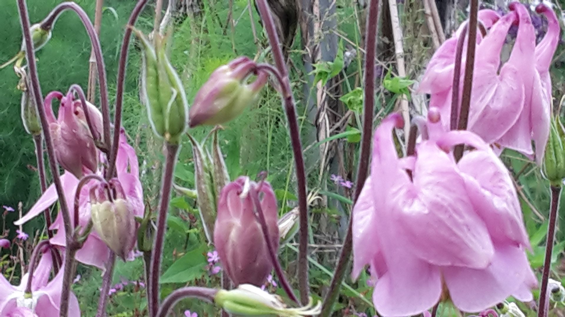 Bepflanzung 4 - Staub Caspar Gartenbau - Egg b. Zürich