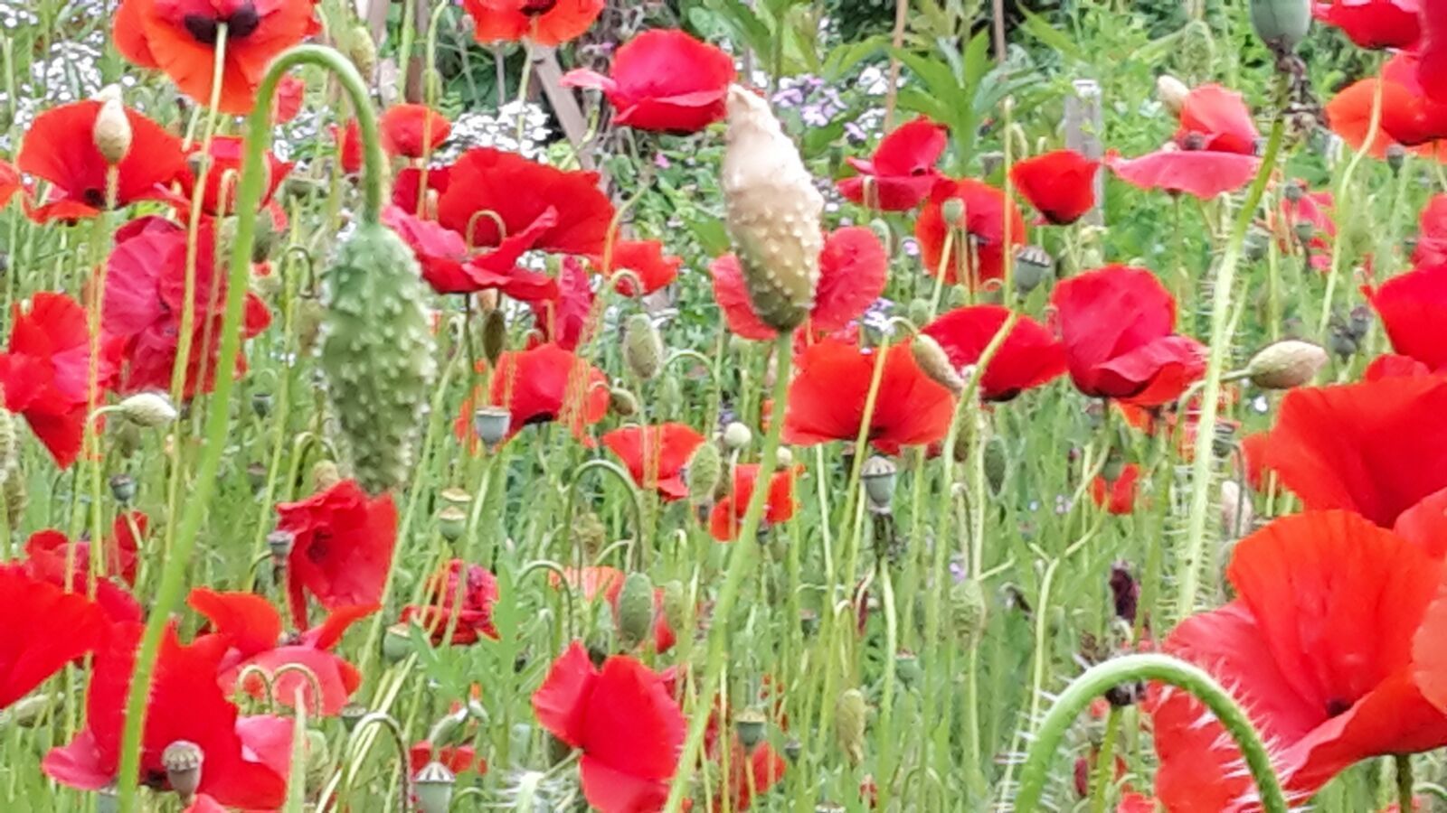 Bepflanzung 3 - Staub Caspar Gartenbau - Egg b. Zürich