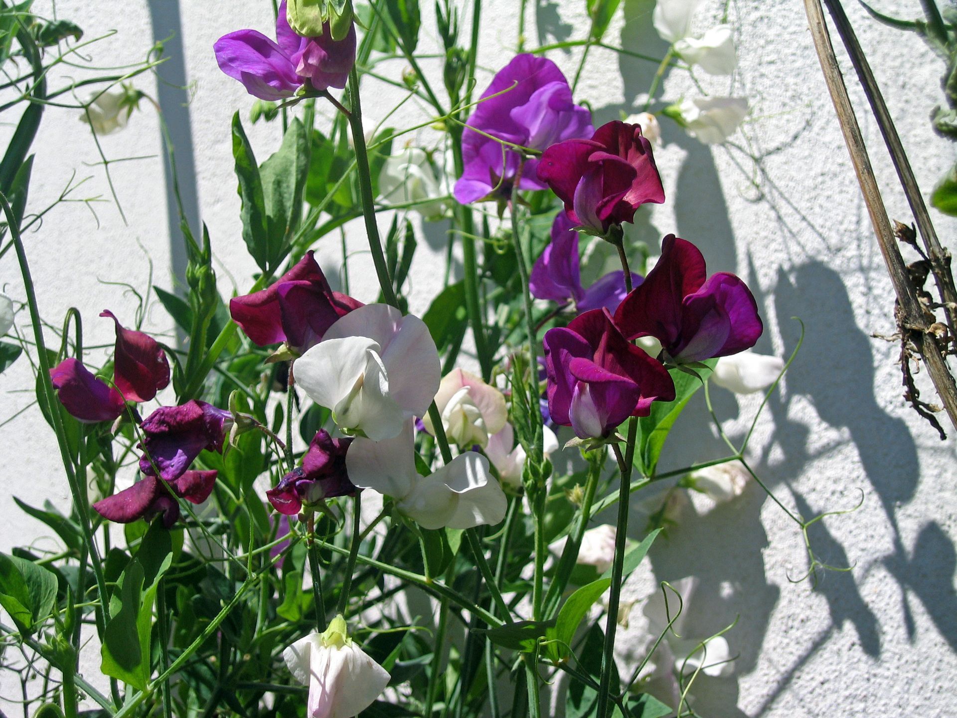 Bepflanzung 2 - Staub Caspar Gartenbau - Egg b. Zürich