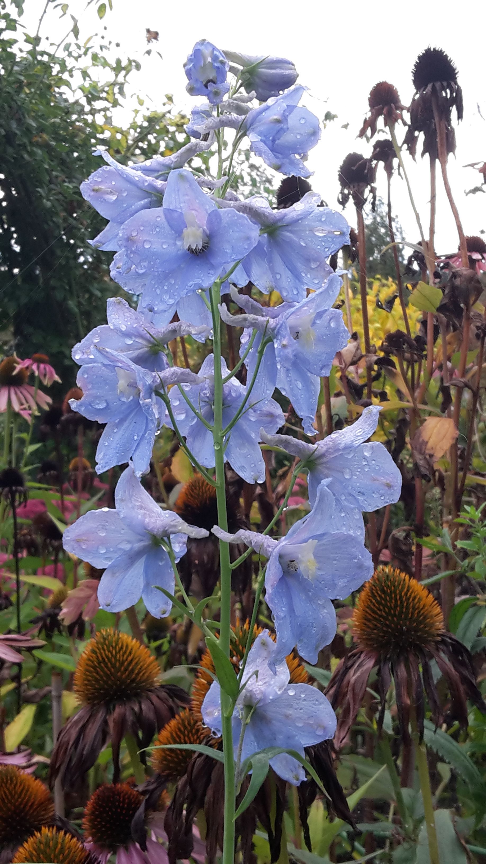 Gartenpflege 3 - Staub Caspar Gartenbau - Egg b. Zürich
