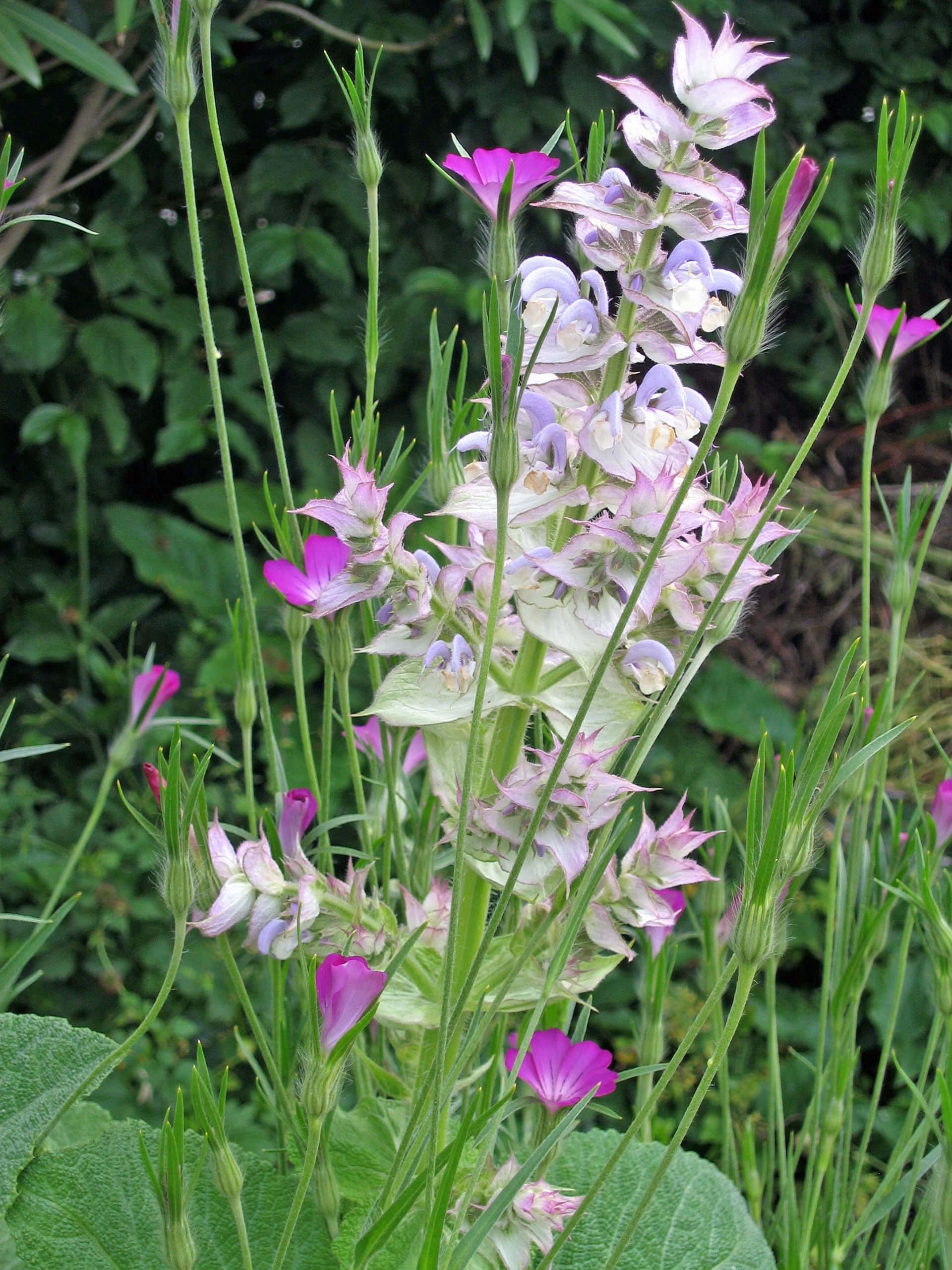 Bepflanzung 1 - Staub Caspar Gartenbau - Egg b. Zürich